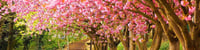 Vanessa Rattigan - specialty - in Mount Dora, FL